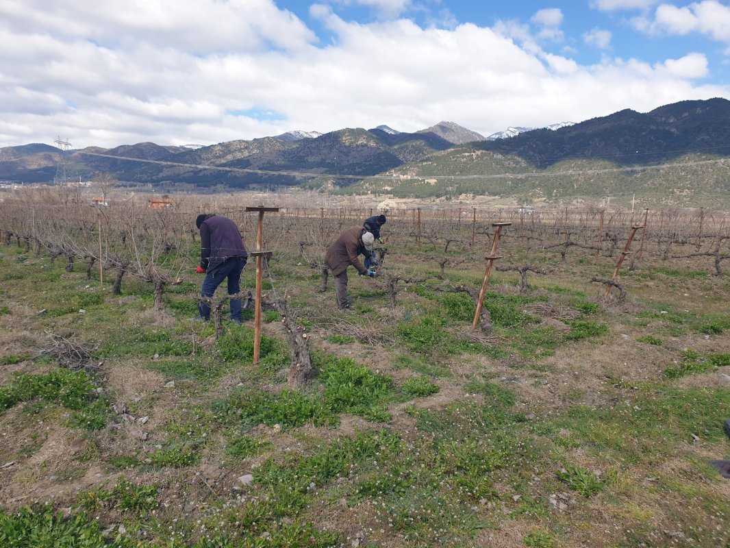 Erbaa İlçe Tarım ve Orman Müdürlüğü Ekipleri Bağ Üreticileriyle Buluştu.