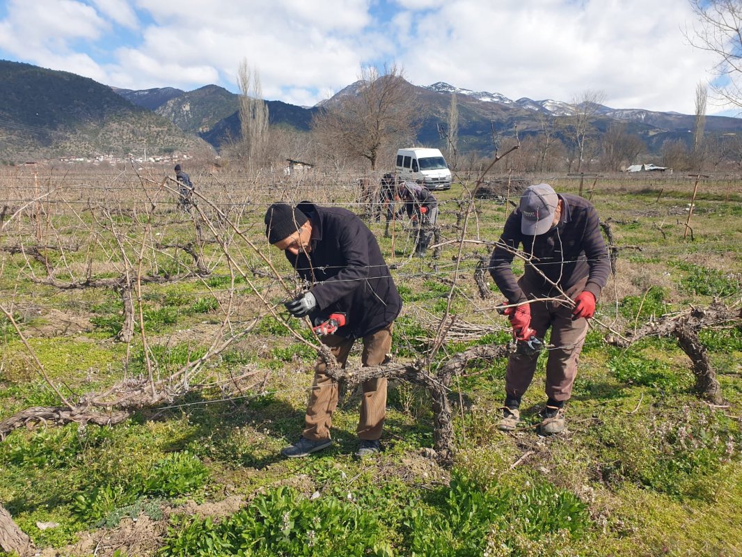 Erbaa İlçe Tarım ve Orman Müdürlüğü Ekipleri Bağ Üreticileriyle Buluştu.