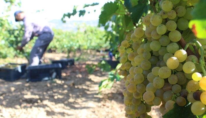 Erbaa'da 15 bin ton üzüm hasadı yapıldı