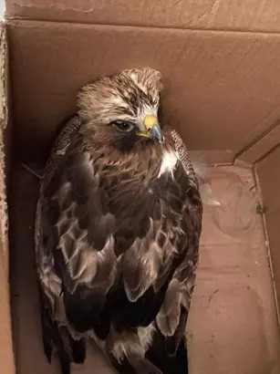 Erbaa’da Yaralı Bulunan Kızıl Şahin Tedaviye Alındı.