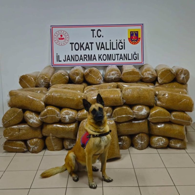 Tokat’ta Kaçak Tütün Operasyonu: 450 Kilo Tütün Ele Geçirildi.