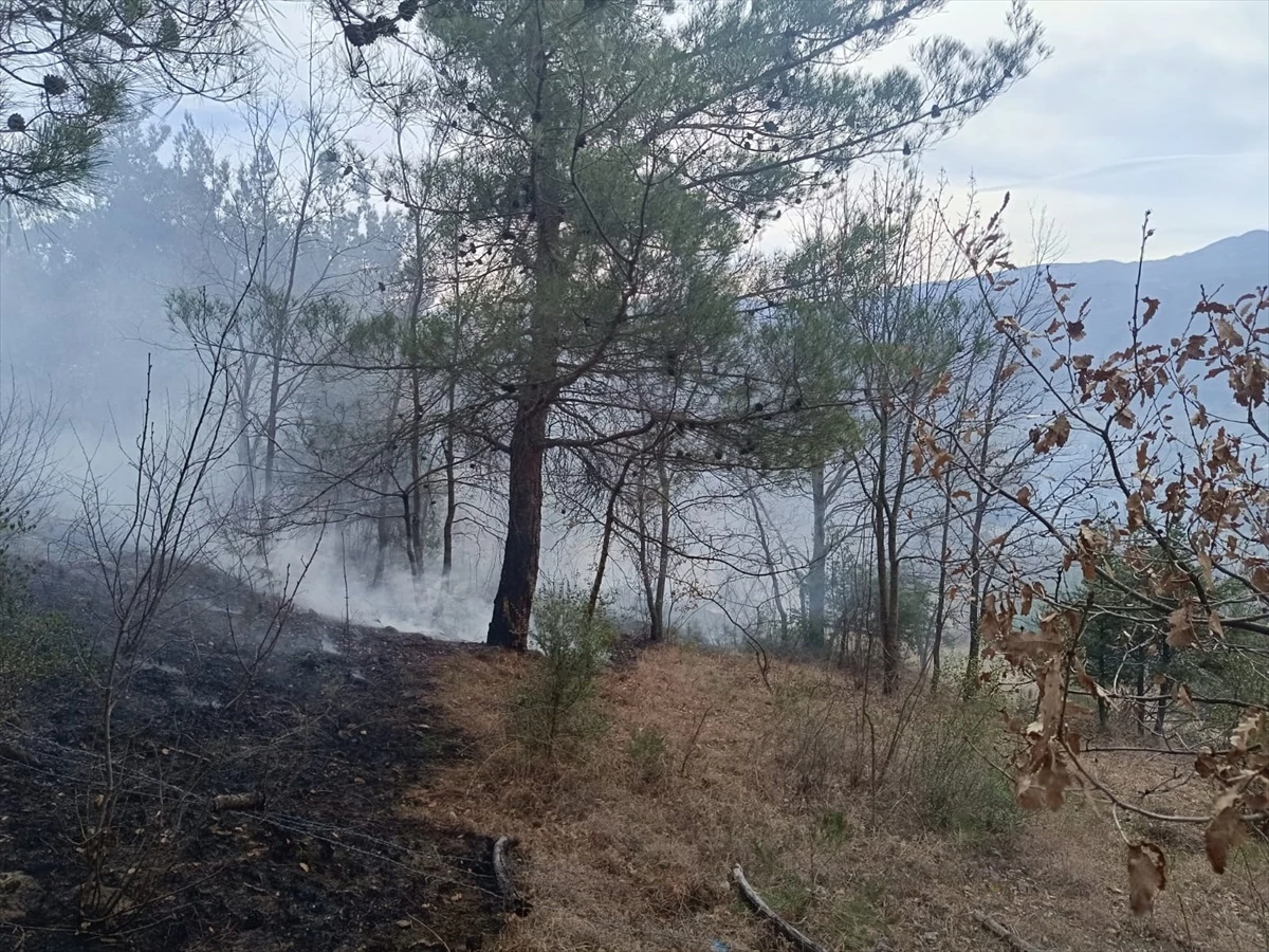 Tokat'ın Niksar ilçesinde ormanlık alanda çıkan örtü yangını söndürüldü