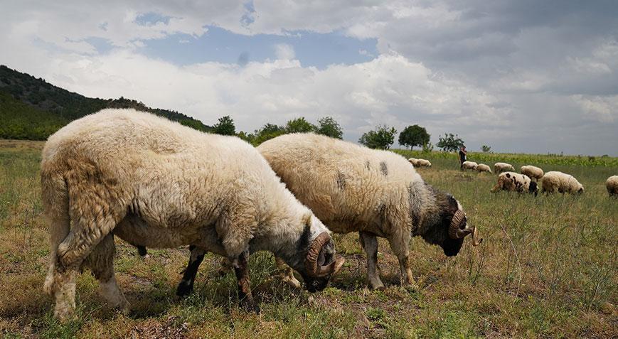 Tokat'ta alarm! Hayvanlara 'mavi dil' karantinası