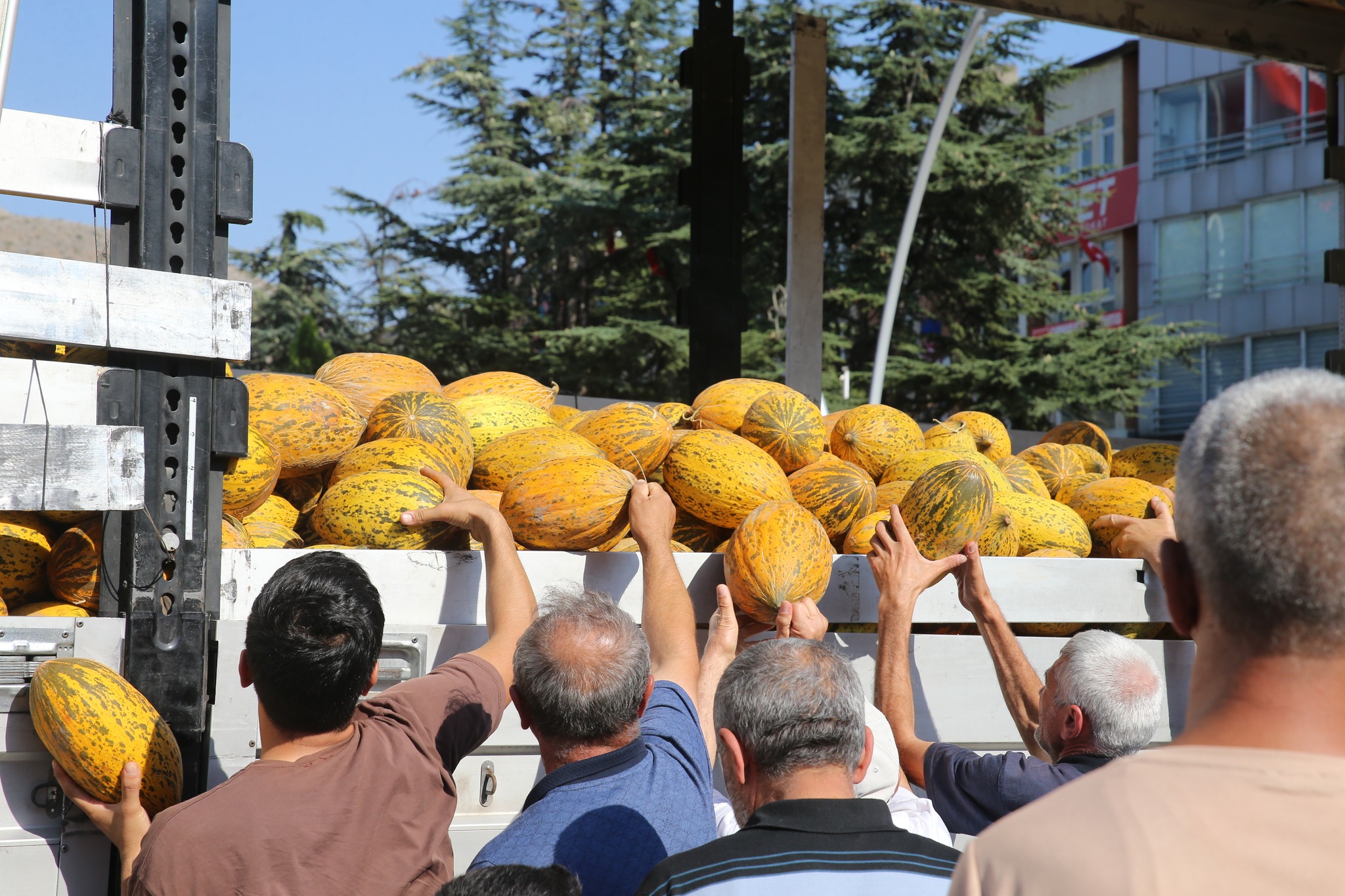 Tokat'ta Bir Hayırsever Vatandaşlara 25 Ton Kavun Dağıttı.