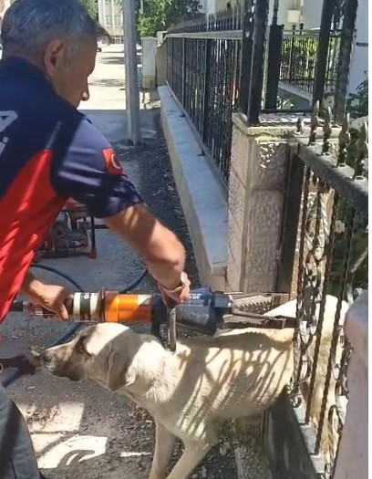 Erbaa'da Demir Kapıya Sıkışan Köpeği İtfaiye Kurtardı.